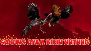 sabung ayam bikin untung